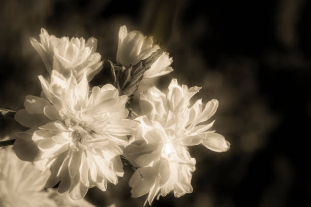 Kerria japonica post processed to give a defocused sepia toned image  with copy space ideal for backgrounds.