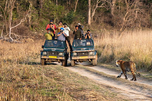 jim corbett national park, ramnagar, Uttarakhand / India - March 2, 2020 - Wild Female Bengal Tiger walking head on to safari vehicles full with tourists or wildlife photographers and nature lovers