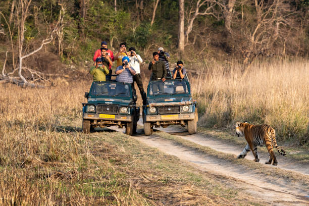 Wild Female Bengal Tiger walking head on to safari vehicles full with tourists or wildlife photographers and nature lovers at dhikala zone of jim corbett national park or tiger reserve jim corbett national park, ramnagar, Uttarakhand / India - March 2, 2020 - Wild Female Bengal Tiger walking head on to safari vehicles full with tourists or wildlife photographers and nature lovers rajasthan photos stock pictures, royalty-free photos & images