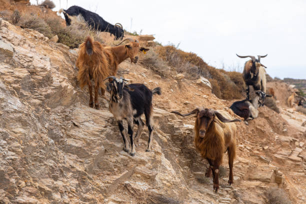 istock Goats in the pasture, Ios Island, Greece. 1287385627