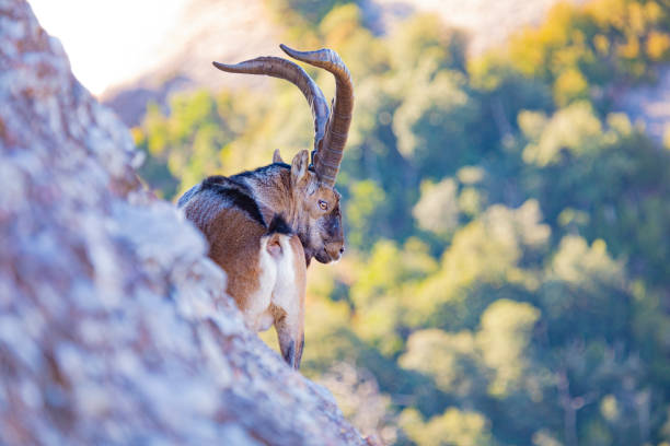 goat in Lanzarote