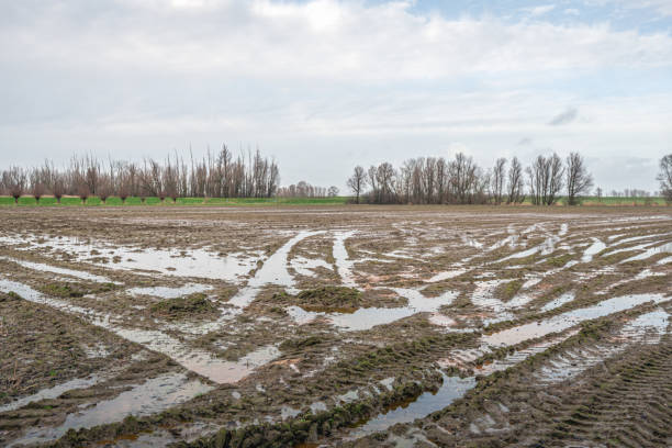 влажное поле с лужами воды в голландском польдере - polder autumn dirt field стоковые фото и изображения