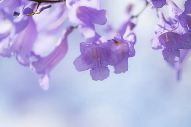 Purple Jacaranda transparent petals on the white background.