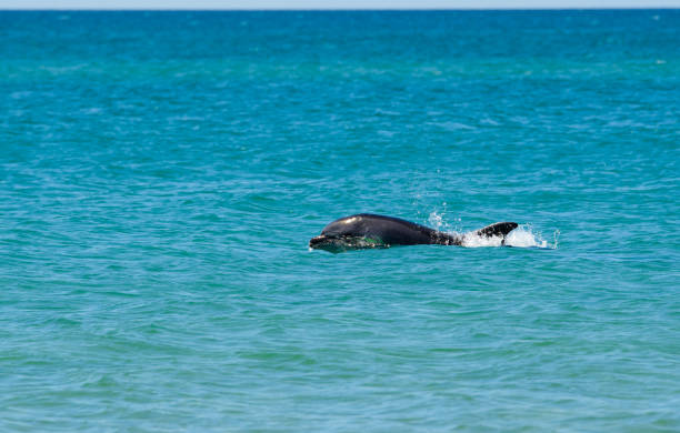 istock Dolphin swims in the sea. 1287387824