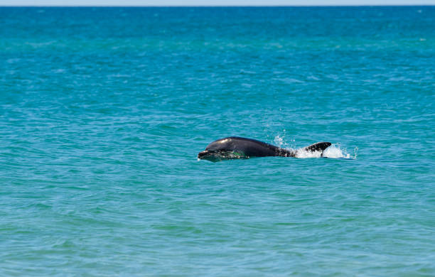 дельфин плавает в море. - чёрное море стоковые фото и изображения