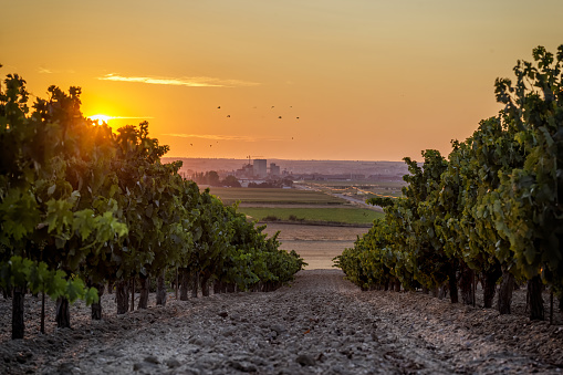 Beautiful scenic vineyard with sunset sky. Vineyard landscape in wine land country of Spain, Toro Wine Region.