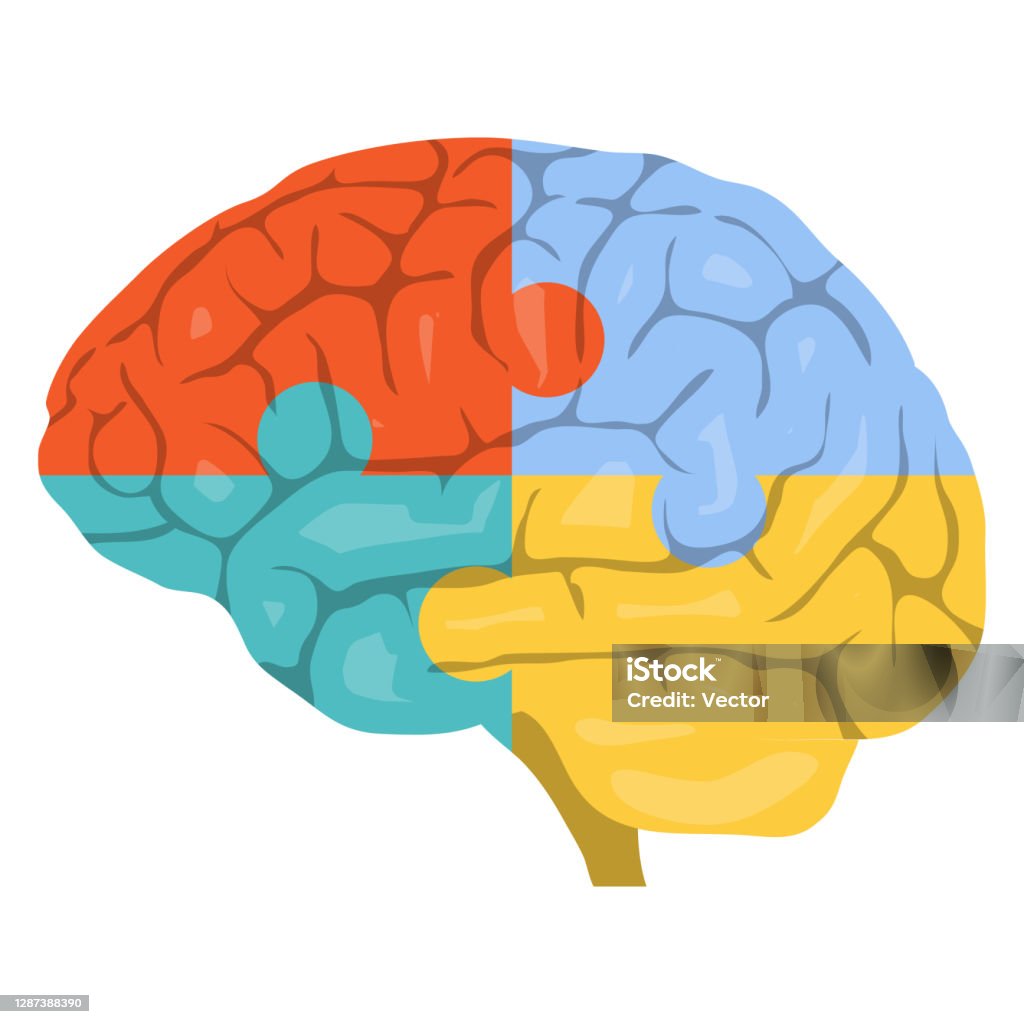 Bộ Não Hình Ảnh Não Sáng Tạo Đầy Màu Sắc Dưới Dạng Câu Đố Vector ...