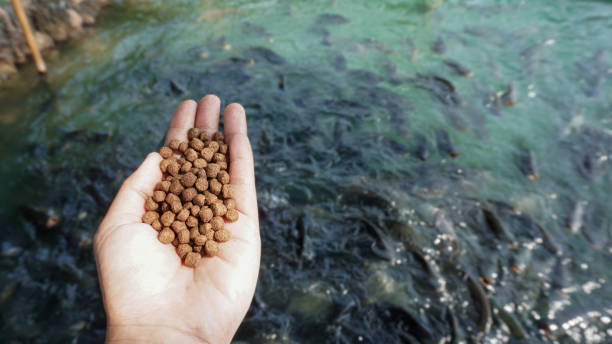 les granulés nourrissent le poisson à portée de main. - aquaculture photos et images de collection