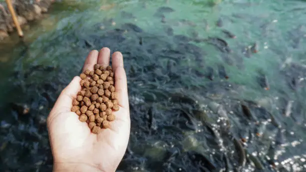 Pellets feed the fish on hand.