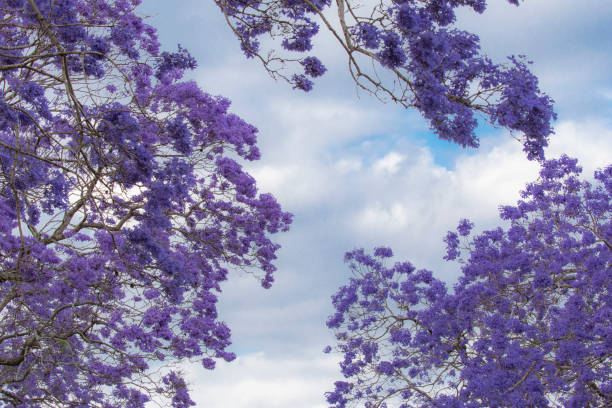 istock Purple Jacaranda tree in Australia. 1287389370