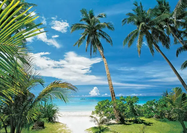 Photo of Beautiful White Beach with coconut palm trees