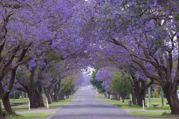 istock Purple colour gorgeous Jacaranda tunnel in Grafton. 1287390397