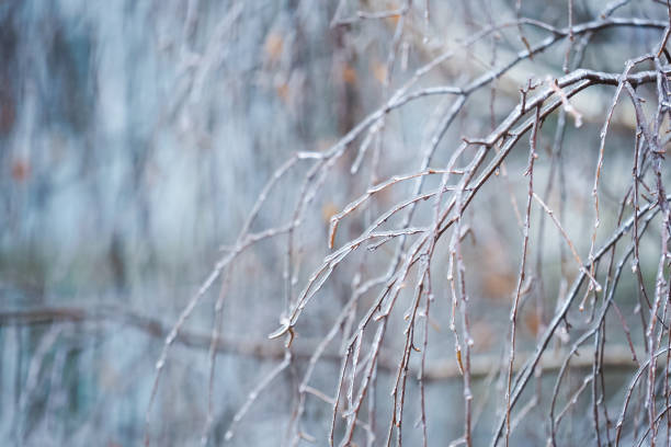 Photo of Freezing rain. Frozen in the ice tree branches. Icy tree branches after an icy rain. Natural disaster