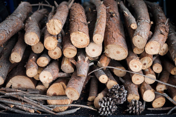 istock A pile of pine branches and pinecones ready for fuel-3348 1287390967