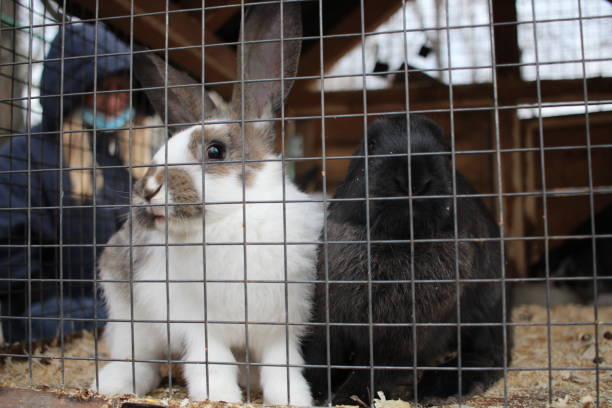 istock rabbits are animals in a cage behind bars on a farm 1287391085