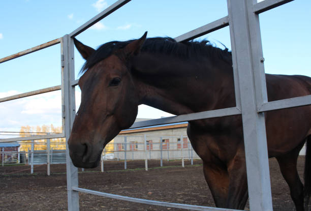 istock a horse stuck its muzzle through a fence on a farm funny animal 1287391736