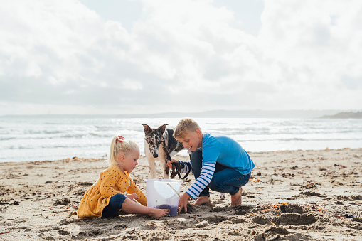 A little caucasian girl and her older brother playing on a beach with their whippet dog in autumn. They are wearing casual clothing and are building a sandcastle.