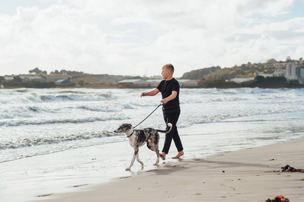 istock Walking Along the Beach With My Whippet 1287391945