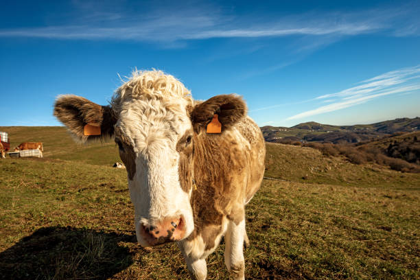 istock Curious Dairy Cow Looking at Camera - Lessinia Plateau Italy 1287391963
