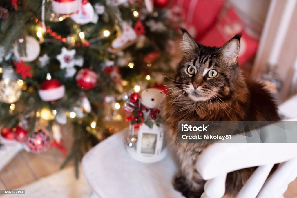 christmas cat The cat sits on a white wooden chair against the background of a christmas tree Domestic Cat Stock Photo