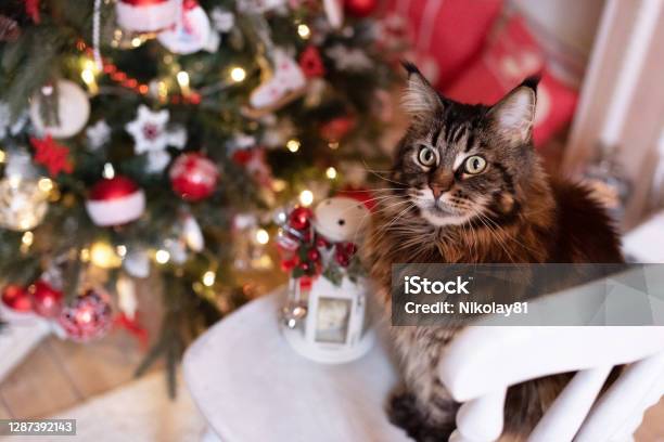 Christmas Cat Stock Photo - Download Image Now - Domestic Cat, White Color, Animal