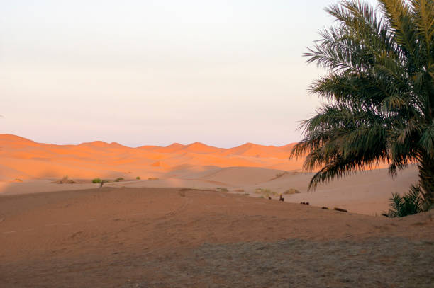 istock Afternoon light on Erg Chebbi, Merzouga, Morocco 1287392172