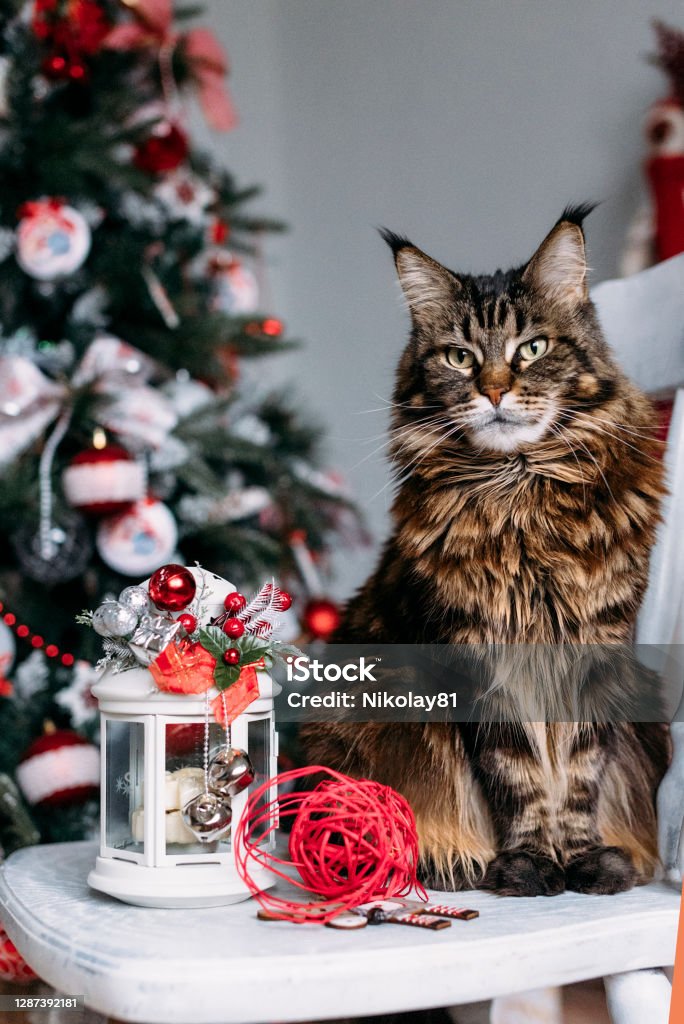 Christmas cat Maine coon cat on the background of the Christmas tree. Pet sits on a wooden chair near the Christmas lantern and red ball Animal Stock Photo