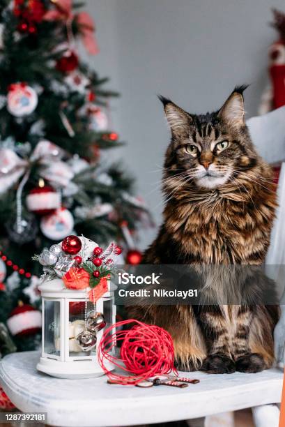 Christmas Cat Stock Photo - Download Image Now - Animal, Celebration, Christmas