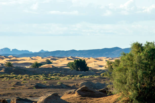 istock Early morning light on Erg Chebbi, Merzouga, Morocco 1287392210