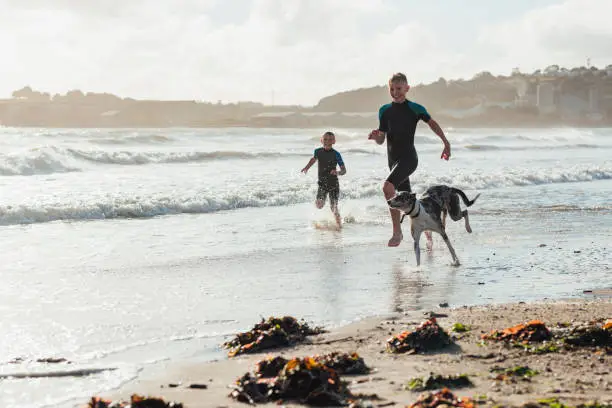 Brothers wearing wetsuits running through the sea in Cornwall on a sunny day in autumn with their pet whippet dog. They are on a staycation to lower their carbon footprint and support the local economy.