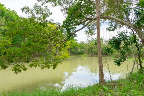 Summer forest landscape - forest oak tree on the bank of the river in sunny nature background. Colorful forest landscape with forest trees in the morning.