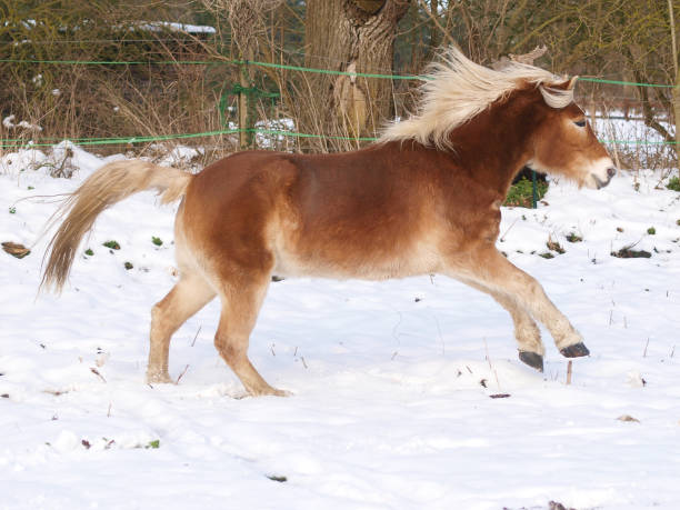 istock Pony In The Snow 1287394541