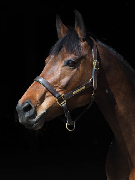 istock Pretty Bay Horse 1287394542