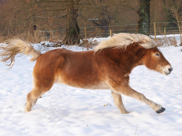 istock Pony In The Snow 1287394593