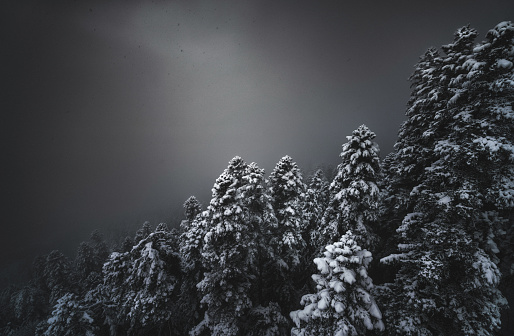 Dark Misty Forest at Winter