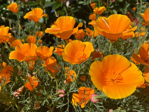 Horizontal closeup photo of a group of beautiful vibrant orange flowering Californian Poppies on a sunny Summer day