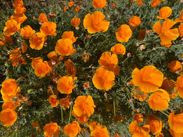 istock Orange Californian Poppies 1287397766