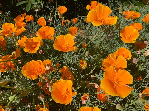 Horizontal closeup photo of a group of beautiful vibrant orange flowering Californian Poppies on a sunny Summer day