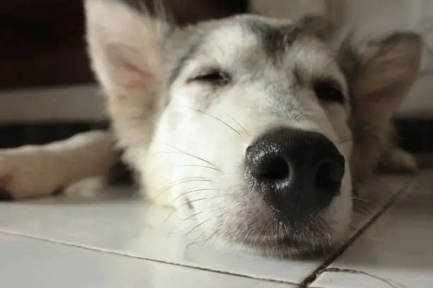Sleepy huskey
