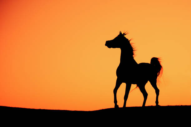 A horse standing tall att the top of a hill in the sunset. Strong contrast gives a powerful image