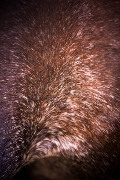 Horse flank brown with white single hairs