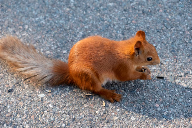 istock Beauriful fluffy red squirrel portrait closeup in park. Adorable red squirrel is eating sunflower seeds in park. 1287398904