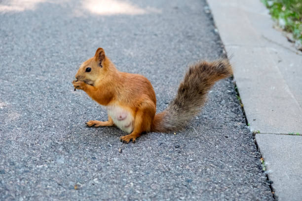 istock Beauriful fluffy red squirrel portrait closeup in park. Adorable red squirrel is eating sunflower seeds in park. 1287398907