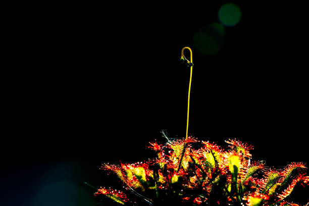 Carnivorous plant in the bog (natural environment). Drosera anglica - English sundew or great sundew.