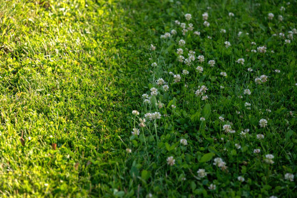 Spring garden maintenance. Green lawn overgrown with white clover. Lawn mower edge