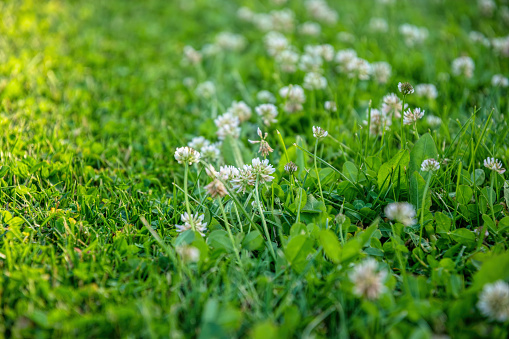 Spring garden maintenance. Green lawn overgrown with white clover. Lawn mower edge