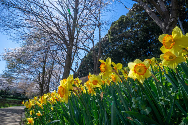 istock Narcissus in full bloom in the afternoon park 1287400221