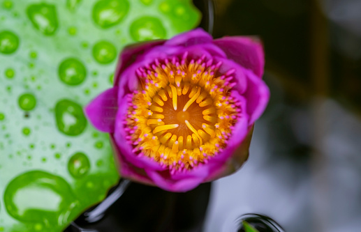 lotus leaf