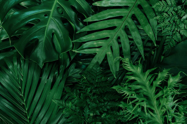 istock tropical leaves, abstract green leaves texture, nature background 1287400349