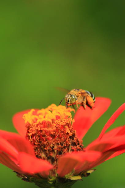 istock Honey bee collecting pollen 1287400361